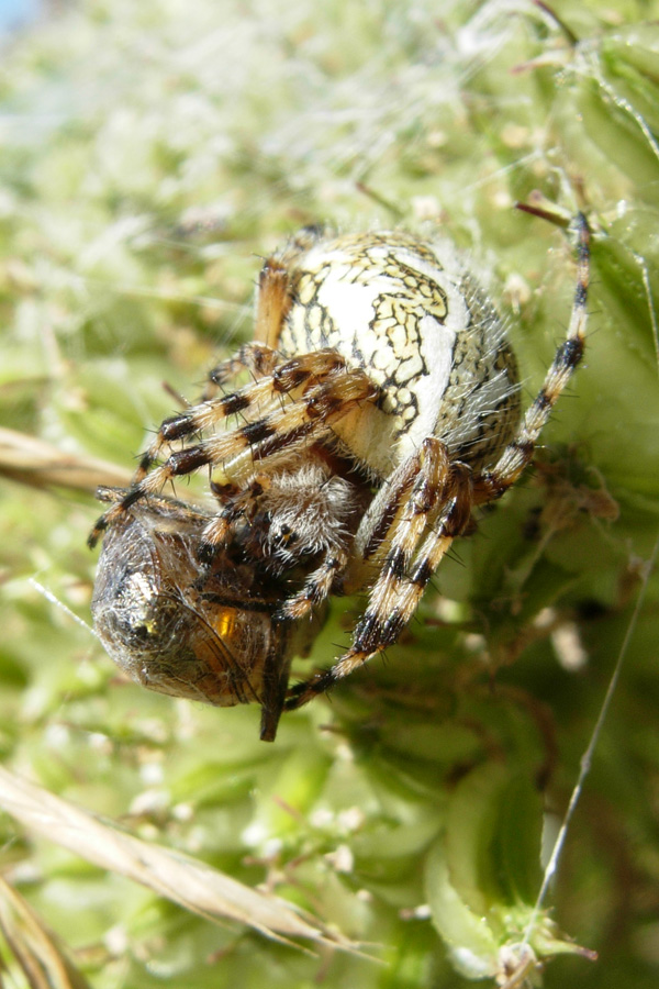 Aculepeira con preda
